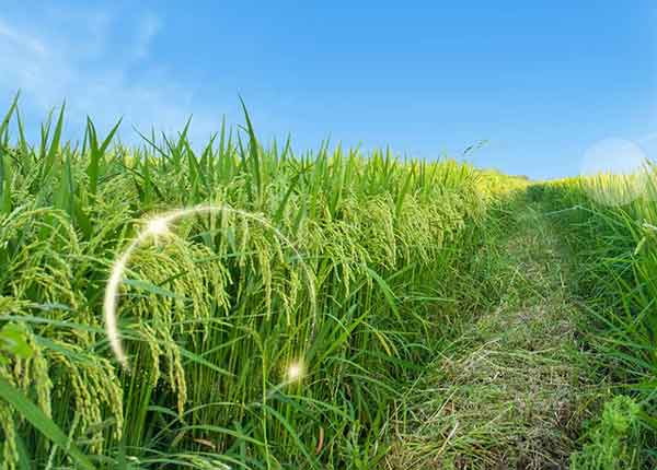 中国幸福感调查报告,揭示民众生活满意度与幸福指数